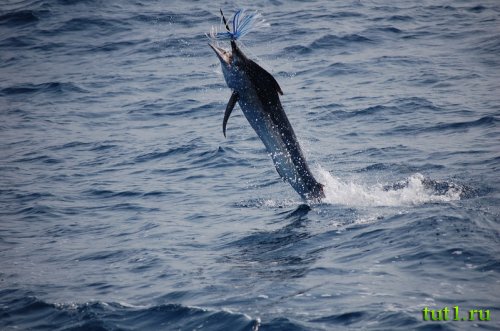 Рыбалка на Андаманских островах