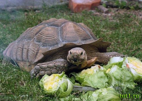 Слоновая черепаха - атолл Альдабра
