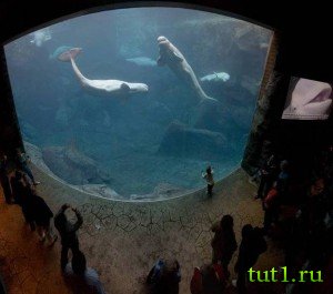 Аквариум Канберры