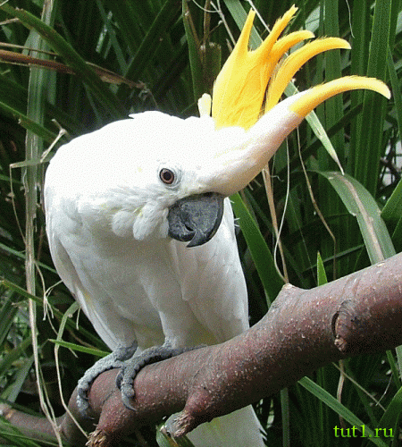 Атолл Альдабра — фото животных