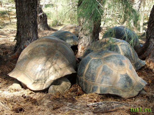 Атолл Альдабра - фото животных