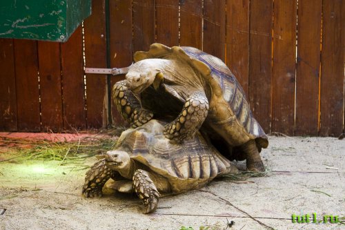 Слоновая черепаха - атолл Альдабра