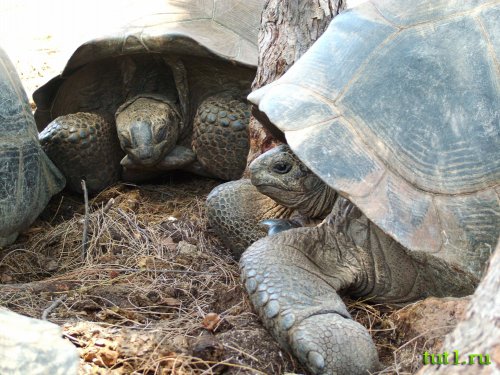Слоновая черепаха - атолл Альдабра