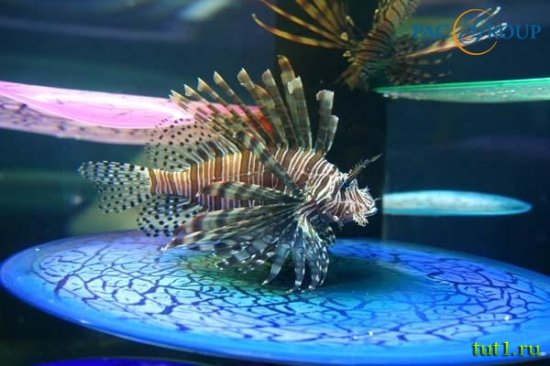 Аквариум в Лионе