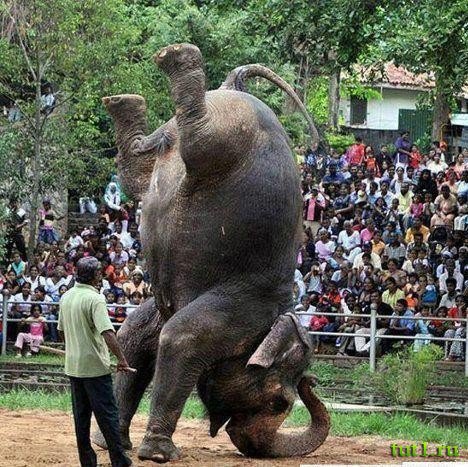 Коломбо - зоопарк