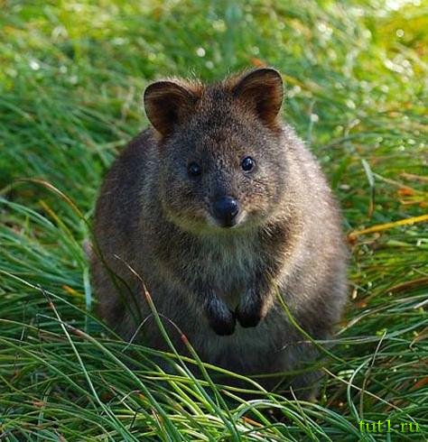 Кенгуру квокка