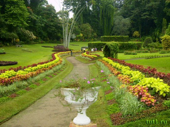 Королевский ботанический сад - Шри-Ланка