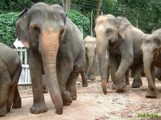 Слоновий питомник - Шри-Ланка
