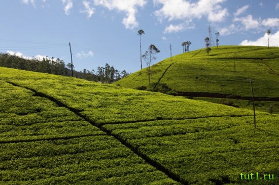 Плантации цейлонского чая - Шри-Ланка