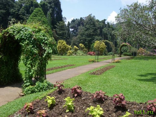 Канди - Королевский ботанический сад