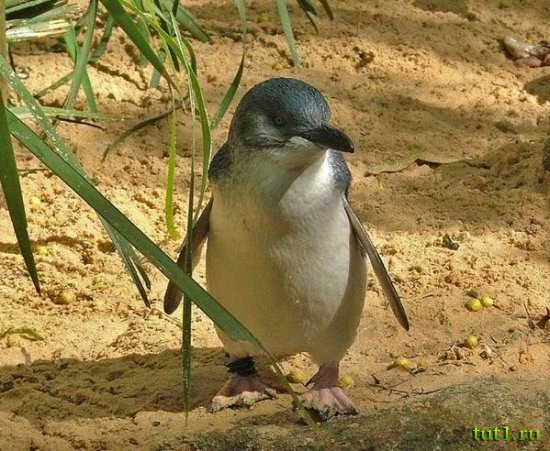 Малый пингвин