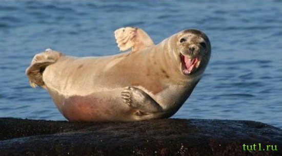 Новозеландский морской котик