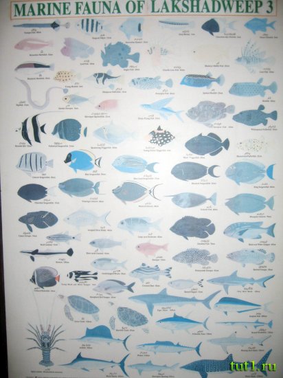 Лаккадивские острова