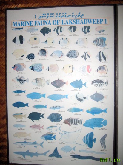 Лаккадивские острова