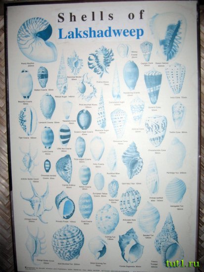 Лаккадивские острова