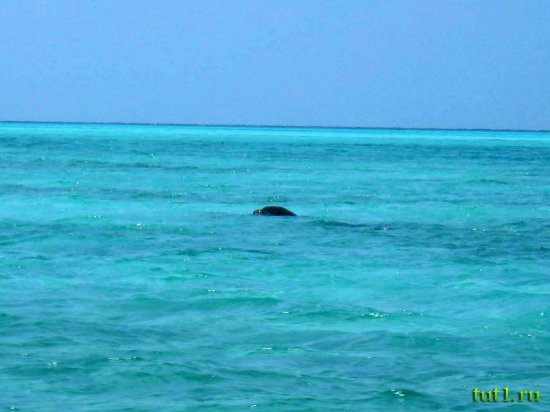 Лаккадивские острова