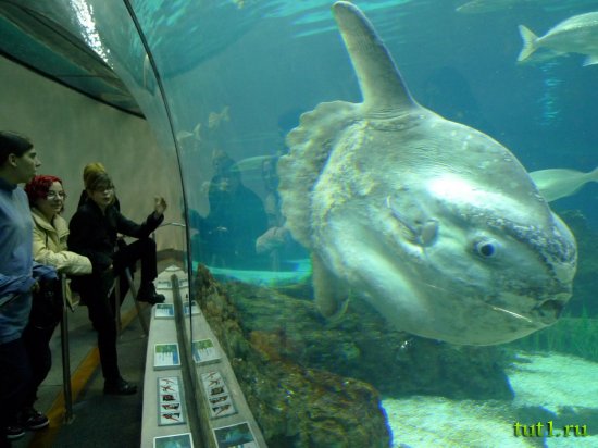 Аквариум Барселоны - рыба луна