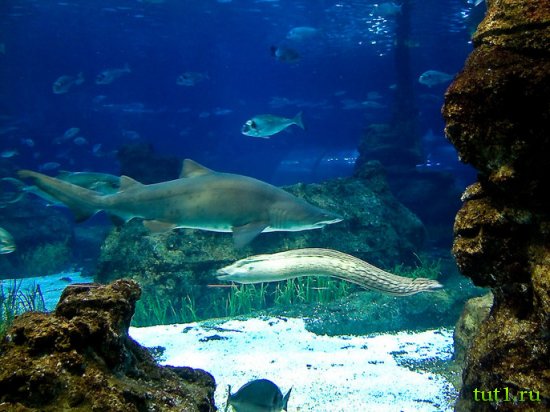 Аквариум Басрелоны