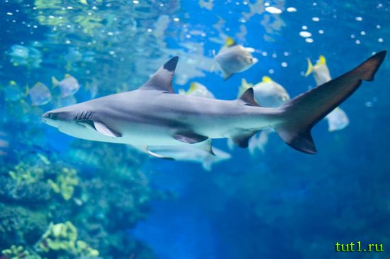 Аквариум Басрелоны