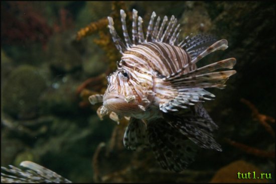 Аквариум Басрелоны