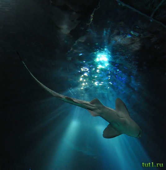 Аквариум Басрелоны