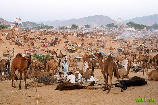 Пушкар - ярмарка верблюдов