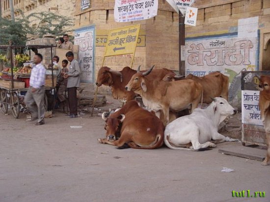 Индия - Джайсалмер