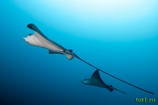 Остров Бангарам - подводный мир