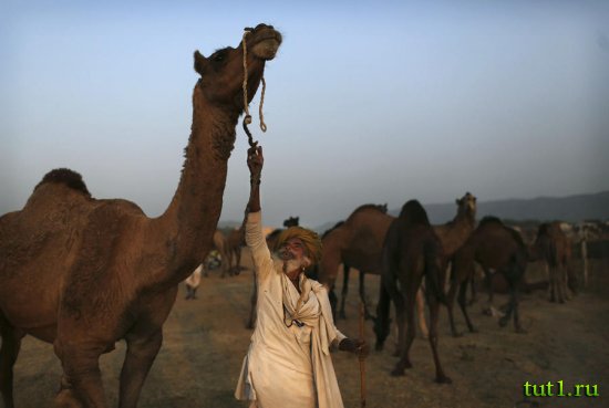 Пушкар - ярмарка верблюдов