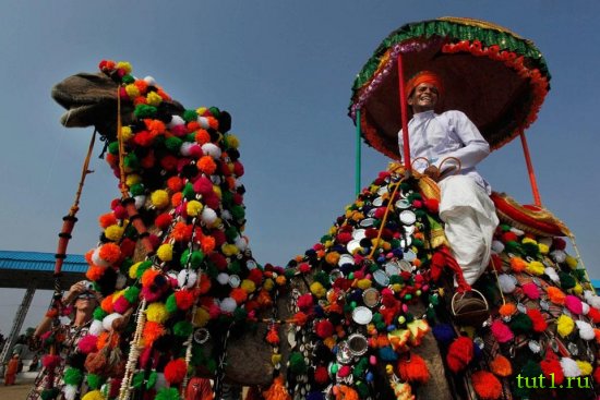 Пушкар - ярмарка верблюдов