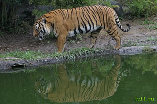 Индия - тигр