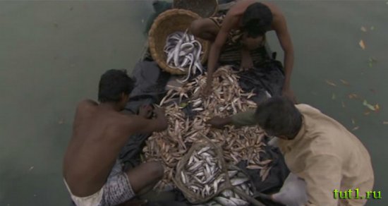 Племена Сундарбана - Индия