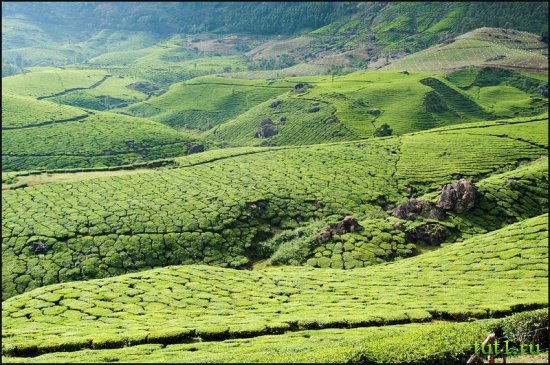 Тамилнад - чайные плантации вокруг Мунара