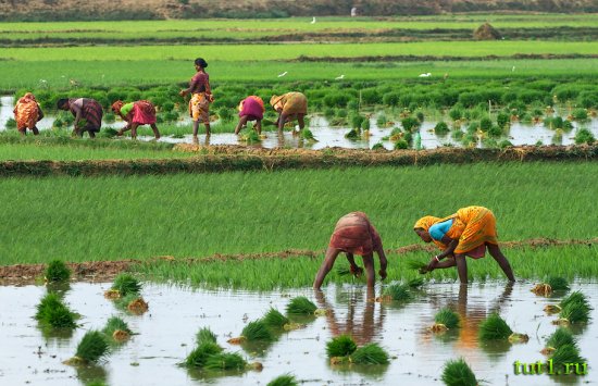 Тамилнад - рисовые поля