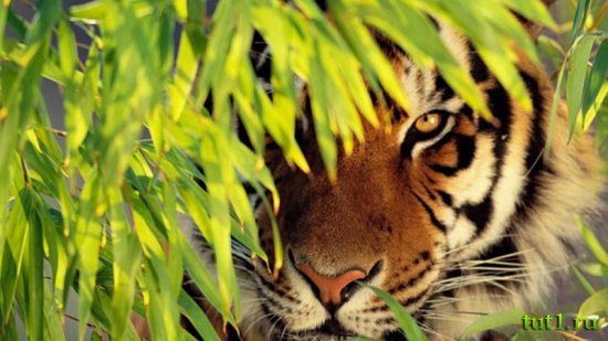 Керала - заповедник Перияр