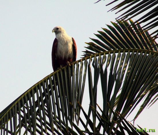 Заповедник Бхагван Махавир - браминский коршун