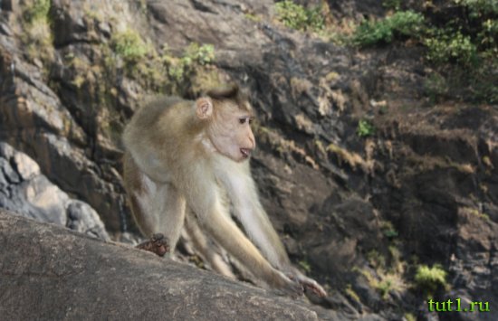 Заповедник Бхагван Махавир - макаки