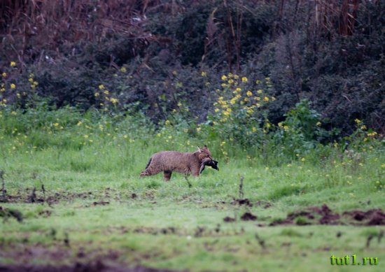 Заповедник Бхагван Махавир - Индия