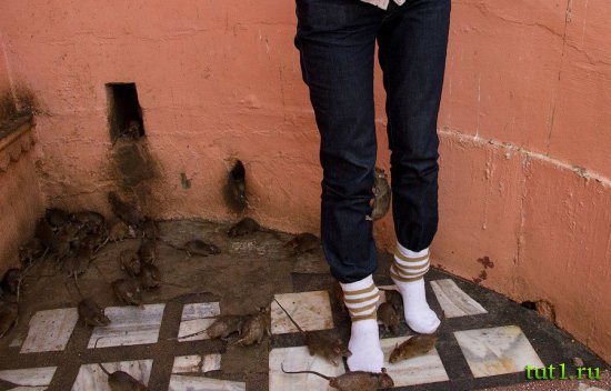 Карни Мата храм 20 000 крыс - Индия