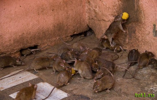 Карни Мата храм 20 000 крыс - Индия