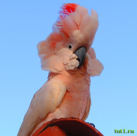 Калькуттский зоопарк Алипур - обитатели