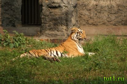 Калькуттский зоопарк Алипур - обитатели