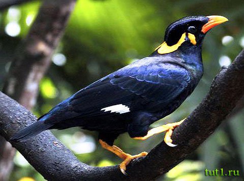 Калькуттский зоопарк Алипур - обитатели