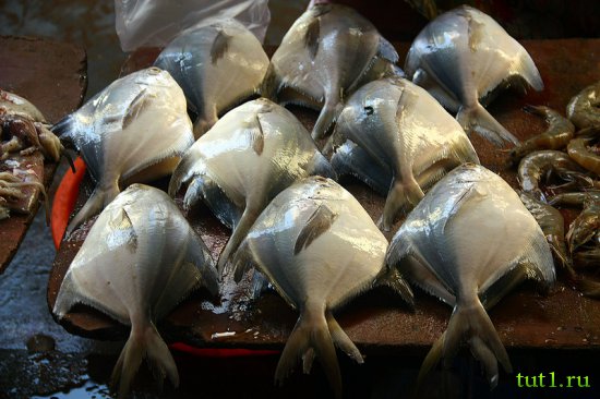 Рыбные рынки Северного Гоа