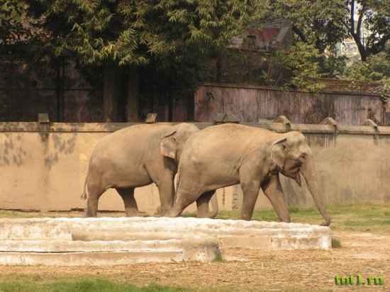 Калькуттский зоопарк Алипур - обитатели