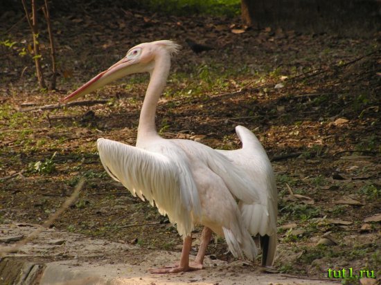 Калькуттский зоопарк Алипур - обитатели