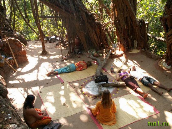 Арамболь - дерево баньян