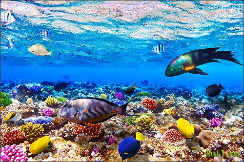 Подводный мир Мальдив