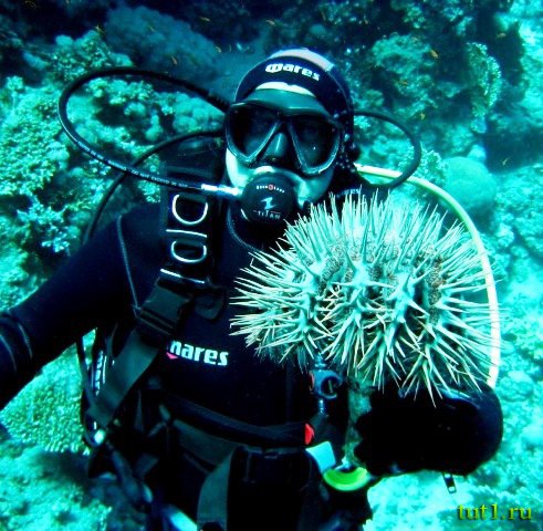 Кораловые рифы Мальдив - морская звезда терновый венец