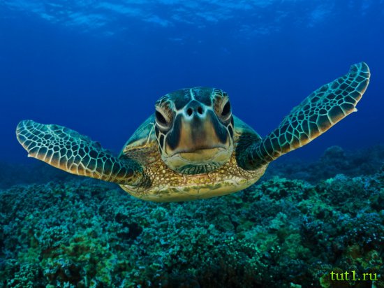 Подводный мир Мальдив - черепахи